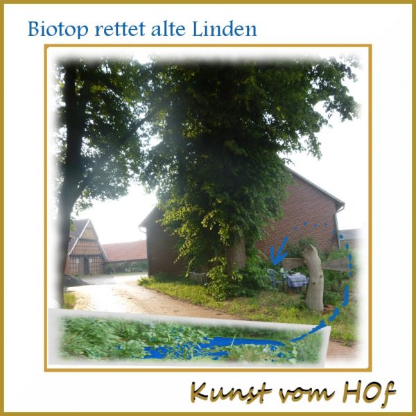 Biotop rettet alte Linden